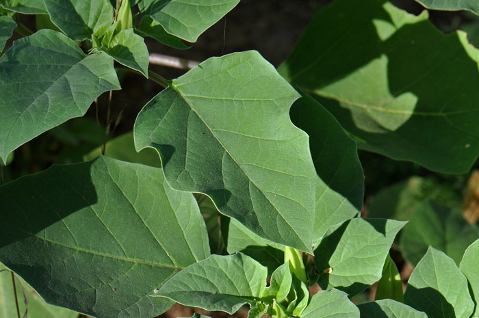 Desert Thorn-apple is a dramatic and attractive plant with large green coarsely toothed leaves. Datura discolor 